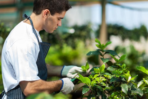 Queensbury garden maintenance with lawn care and trimmed hedges