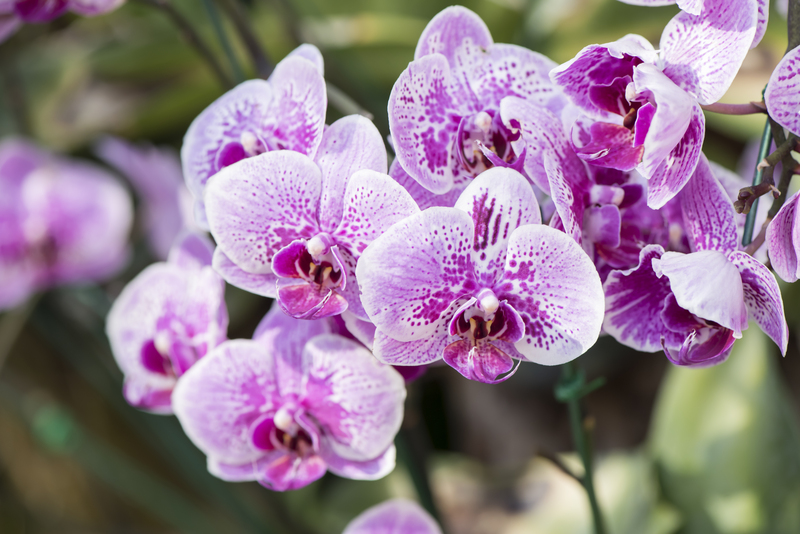 landscape design Garden