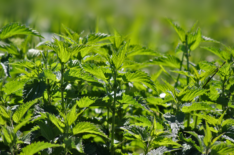 flower borders Garden