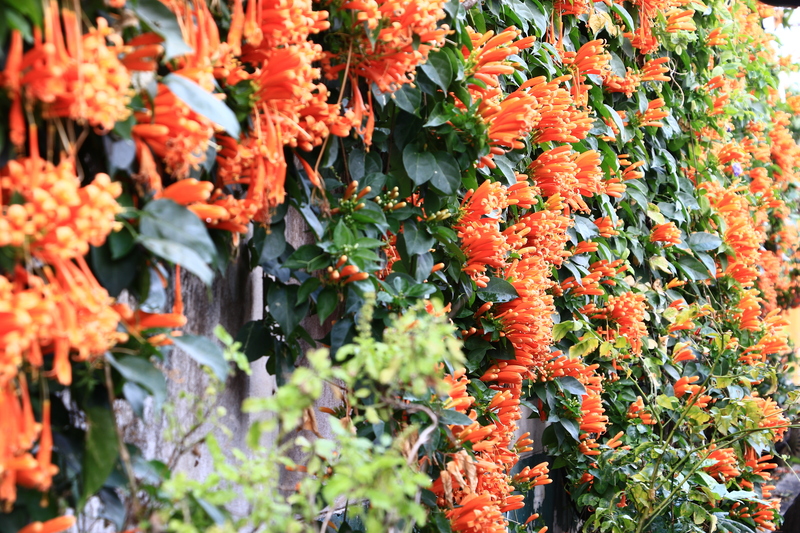 garden care garden